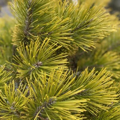 Сосна гірська Вінтер Голд (висота 0,9м)