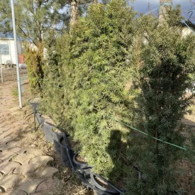 Тис Хиллі