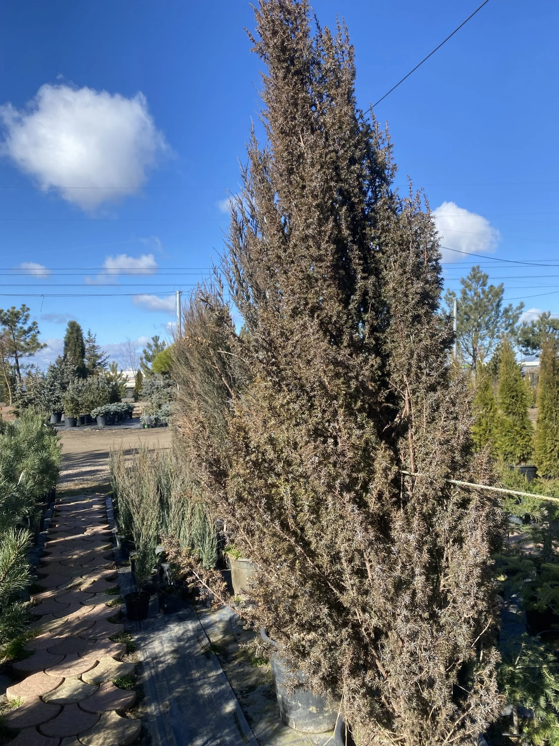 Ялівець звичайний Хіберніка (висота 2,1м)