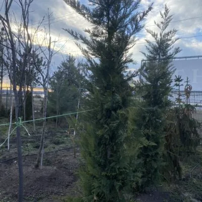 Купрессоципарис Лейланда (висота 2,1м)