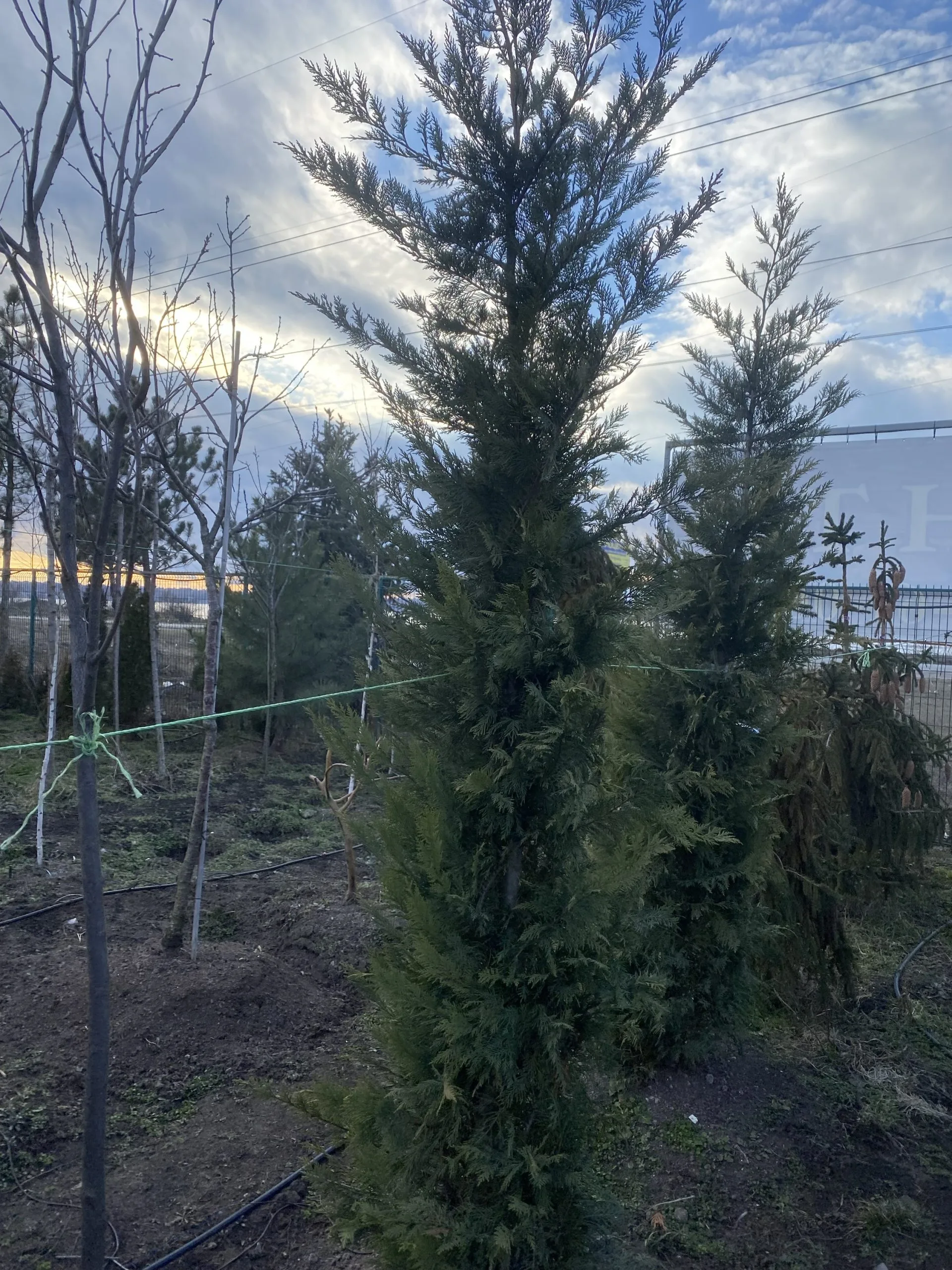 Купрессоципарис Лейланда (висота 2,1м)