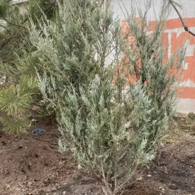 Ялівець скельний Блю Арроу (висота 1,6м)