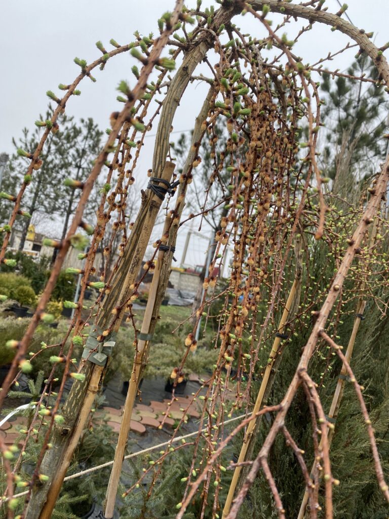 Модрина Европейська на штамбі (висота 1,8 м, горщик С7,5) "лат. Larix decidua", обхват стовбура 6 см, п