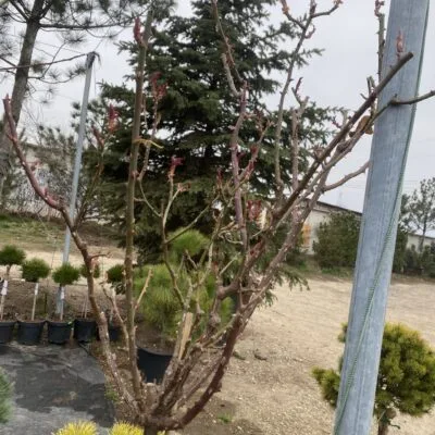 Троянда чайно-гібридна Мондиаль на штамбі оранжево-рожева (висота 1,6м)