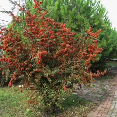 Піраканта