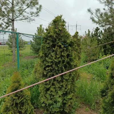 Туя звичайна 1,5м