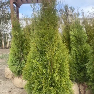Туя західна Смарагд (висота 1,2м)