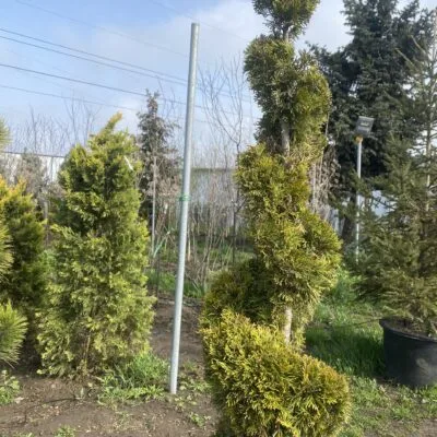 Туя західна Смарагд спіраль (висота 1,5м)