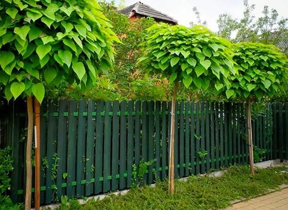 Катальпа (висота штамп 210см) лат