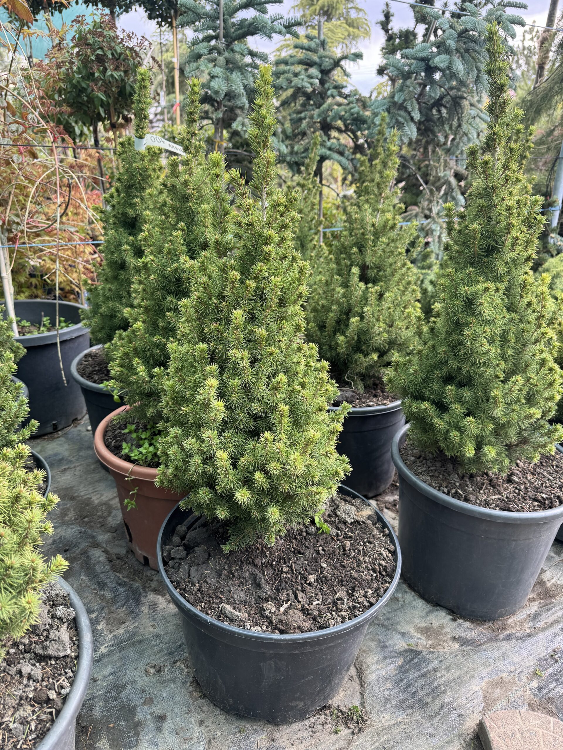 Коніка (висота 60-70) лат. "Picea glauca Conica" - хвойне дерево - Зображення 2