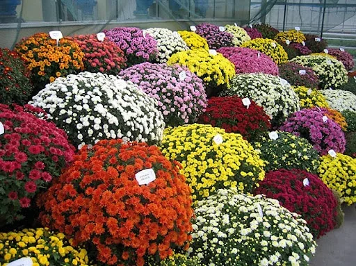 Хризантеми