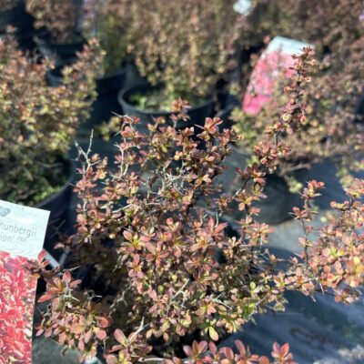 барбарис dream collection