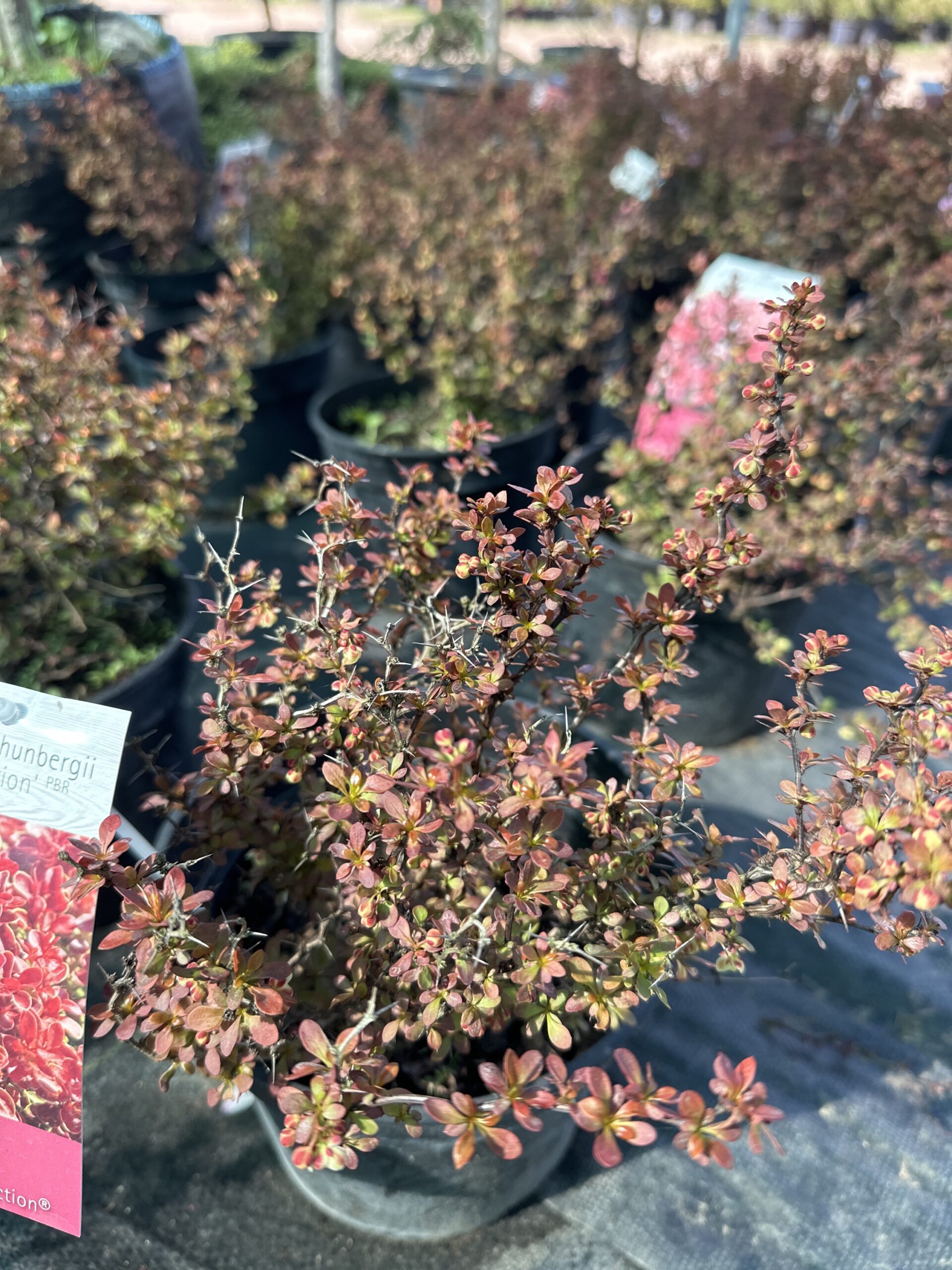 барбарис dream collection