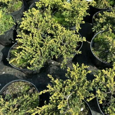 Ялівець звичайний Голдшатц (горщик С2), лат. "Juniperus communis Goldschatz" - хвойний чагарник.