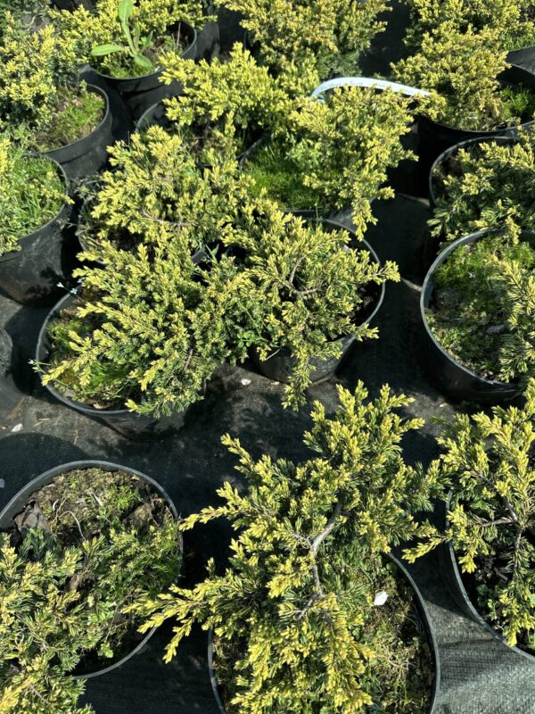 Ялівець звичайний Голдшатц (горщик С2), лат. "Juniperus communis Goldschatz" - хвойний чагарник.