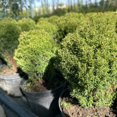 Туя західна Тедді (діаметр 0.2м, горщик С3) лат. "Thuja occidentalis Teddy" - хвойний чагарник.